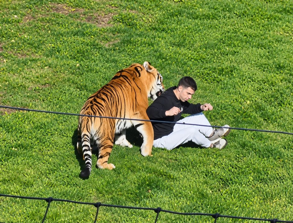 Video: un hombre resultó gravemente herido al ser atacado por un tigre en un zoo en el norte de Inglaterra