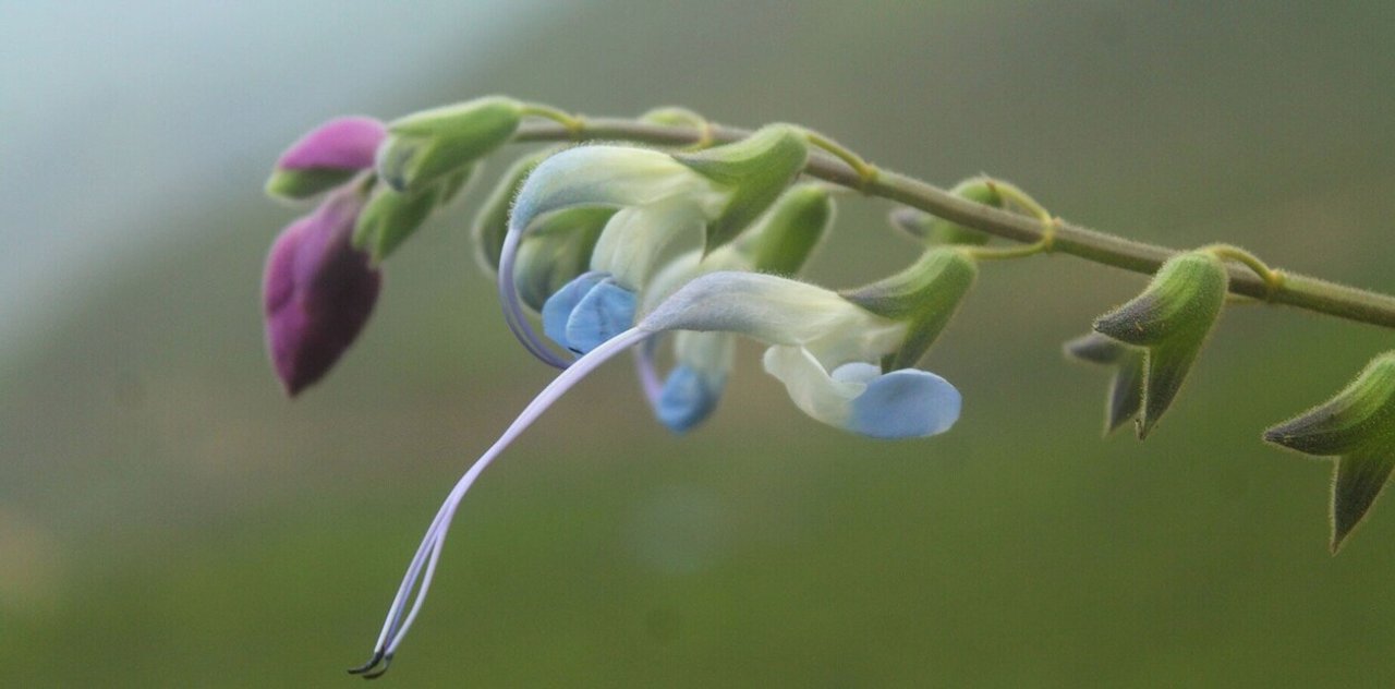 Messi inspira a la ciencia: una nueva especie de salvia que crece en las alturas de Perú ya lleva su apellido